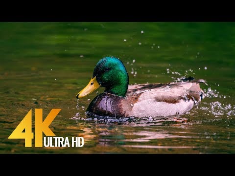 Geese and Ducks on Water Short 4K Film - Nisqually National Wildlife Refuge, Washington