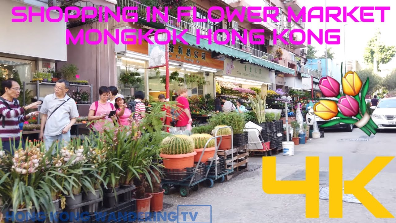 Exploring Mong Kok’s Flower Market – where locals buy flowers and garden items
