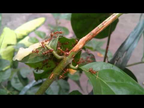 Alcatel Flash Plus Video Test