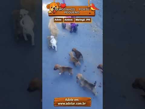 Vídeo de FILHOTINHOS PORTE PEQUENO