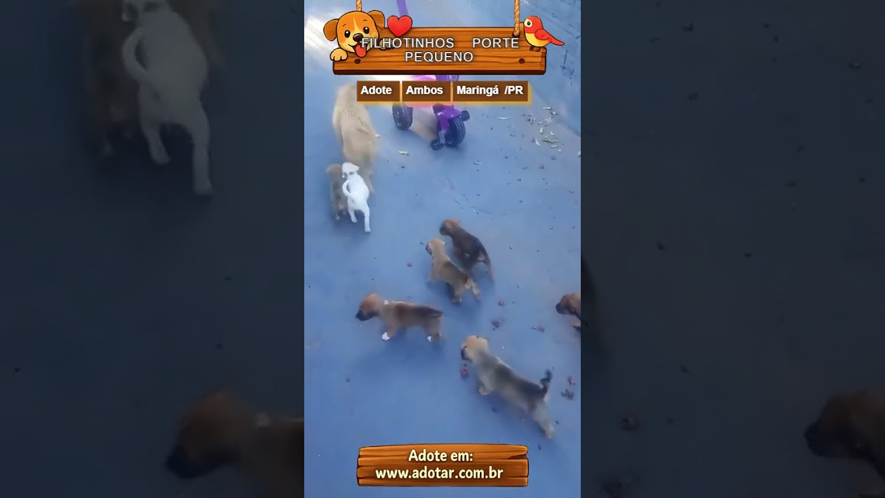 Cachorro raça SRD-ViraLata idade Abaixo de 2 meses nome FILHOTINHOS PORTE PEQUENO