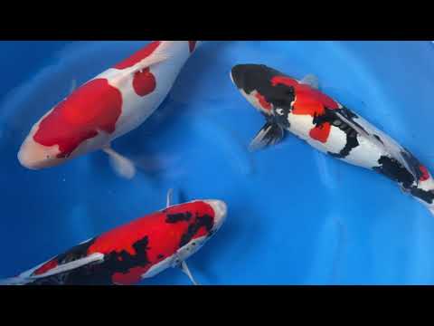 202110 SP-A264 Sansai Female Selected D Showa and D Kohaku 50-52 cm ORDER