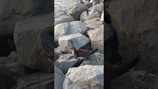 野生のカワウソ親子に遭遇!#バンクーバー生活 #カワウソ親子