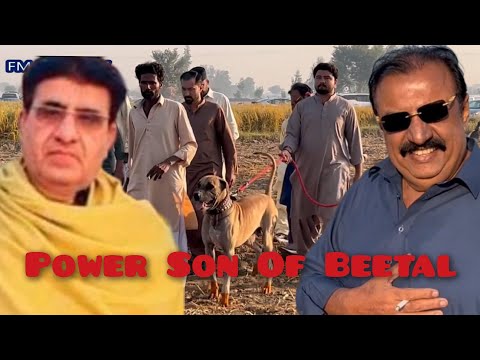 Bully Kutta Power Son Of Beetal 2023 Owner Qazi Akhtar Gagu Mandi By @Fmnewstvhd