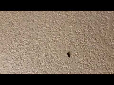 Bug on the Wall at Motel 6, Carlsbad, CA