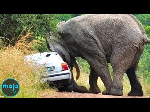 Top 10 Strongest Animals In The World
