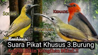 Download lagu Suara Pikat Burung SOGON Dan PIJANTUNG KEMADE. Cepat Respon Bikin Seru.. mp3 Download lagu Suara Pikat Burung SOGON Dan PIJANTUNG KEMADE. Cepat Respon Bikin Seru.. mp3