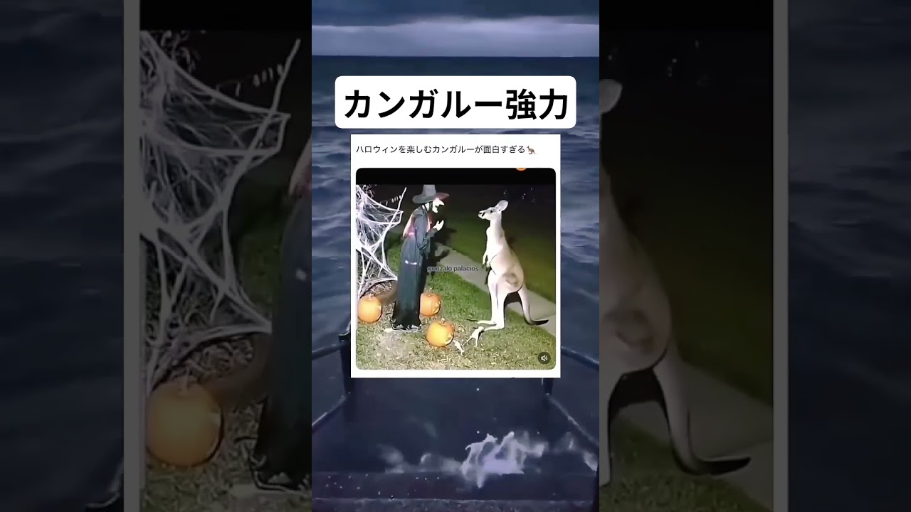 強烈なキックのカンガルー#面白い #おもしろ #tiktok #Twitter