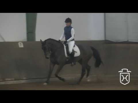 08 Holsteiner Stute von Casall - Contender - Reichsgraf