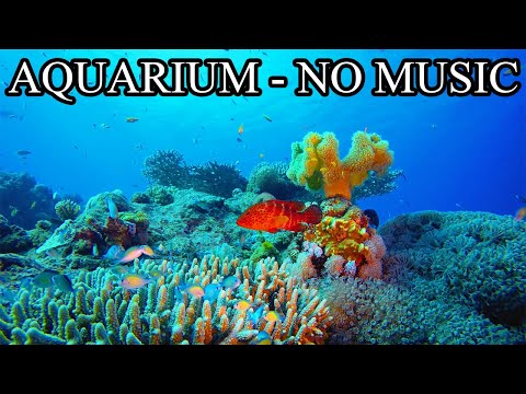 Coral Reef Tank Underwater Ambience | AQUARIUM NO Music NO Ads - 12 Hours of Fish Tank Sounds