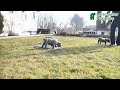 Cane Corso dogs for sale: Xavier - Video 1