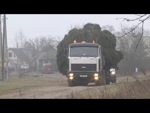 Гамяльчанін падарыў елку жыхарам мікрараёна «Шведская горка» видео