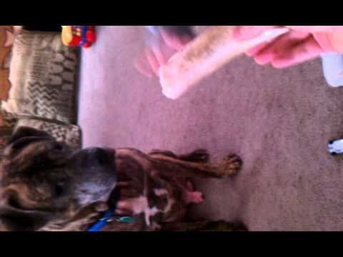 Carleigh Jo nd Haze the pit bull