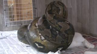 1st and last live rabbit feeding to my reticulated pythons !!!!!