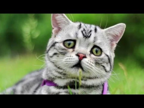 German for Board Gamers - Episode 5