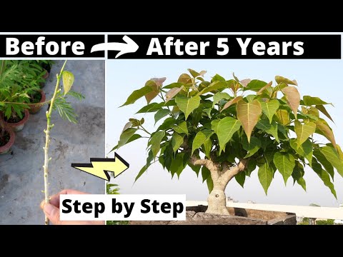 How to Make a Bonsai Tree at Home | Step-by-Step Bonsai Tutorial