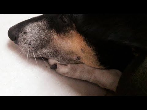 In loving memory of my beloved Dog - Munia