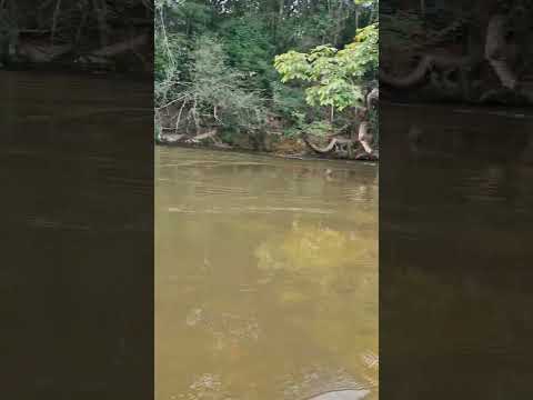 Rio Arrojado na Bahia,  divisa dos Municípios de Jaborandi BA e Correntina BA (6)