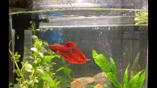 Betta Fish & Relaxing Music