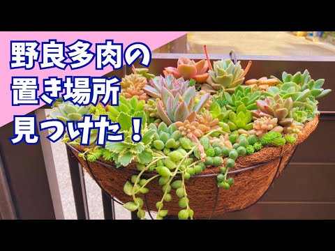 ハンギング多肉植物: 最も美しい 5 種類 トピックス