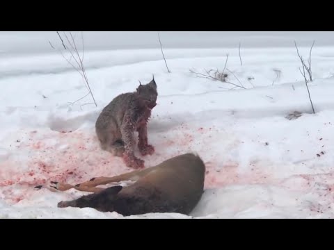 Bobcat attacks wolves, bobcats attacks foxes, bobcats scream #8 | animal TV show