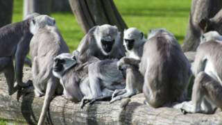 Fixed Action Patterns, Altruism, and Learning