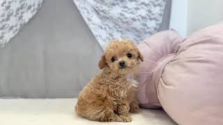 ハーフ犬の動画01