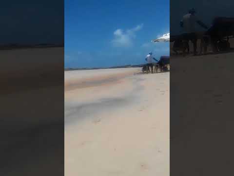 Praia de Tibau do Sul RN #reels #viral #praia #shorts