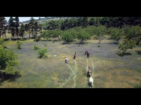 18 Coudelaria Henrique Abecasis