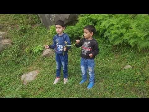 Rushant & Tarush plucking Feddleheads at Sanasar hills | Mon, 10 July 2023.