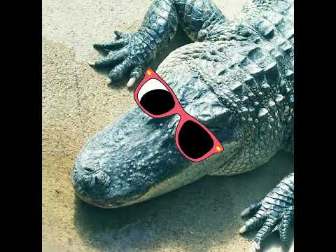 Alligator Crocodile - Parry Gripp - Animation by Mousepack