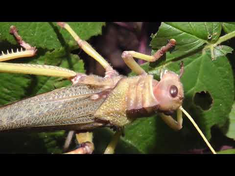 RIESENHEUSCHRECKEN FRISCHES FUTTER / Tropidacris collaris / GOLIATH LOCUST FRESH FOOD / HD