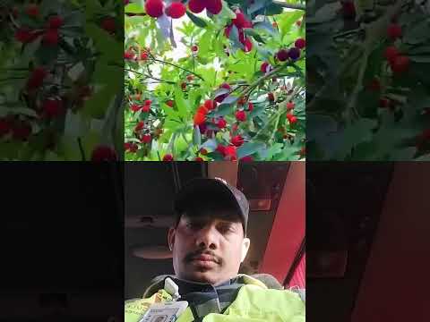 kaun sa fruit hai Jo China mein sabse jyada adhik hota hai#youtubeshorts #abhiraj vishwakarma