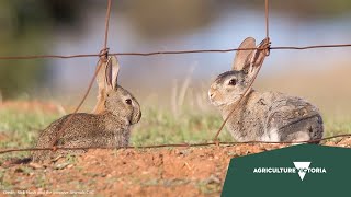 1. Rabbit control in Victoria