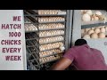 We hatch 1000 chicks every week from a 5280 capacity incubator.