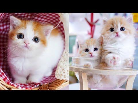 #catvideos #cat #catvscat #cats Funny cats / dogs - Funny animal videos / Best videos of August 2022