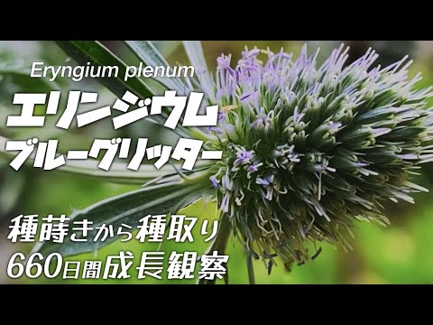 園芸 ブルーアザミ、アズールボール