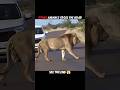 Tiger vs other animals#trending #animals #wildlife #shorts #youtube