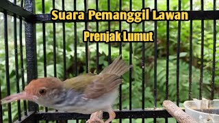 Download lagu Prenjak Lumut Gacor || Suara pemanggil Lawan mp3