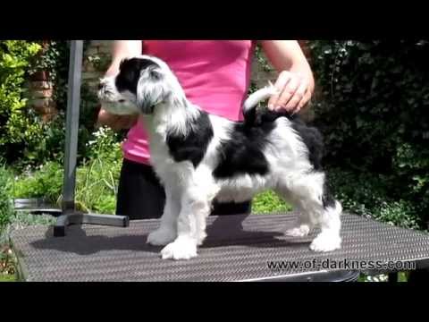 Of Darkness 2015-06-14 - It's a kind of magic - female, 10 weeks