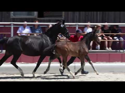 HF Ekitiké v  Escamillo   Fidertanz