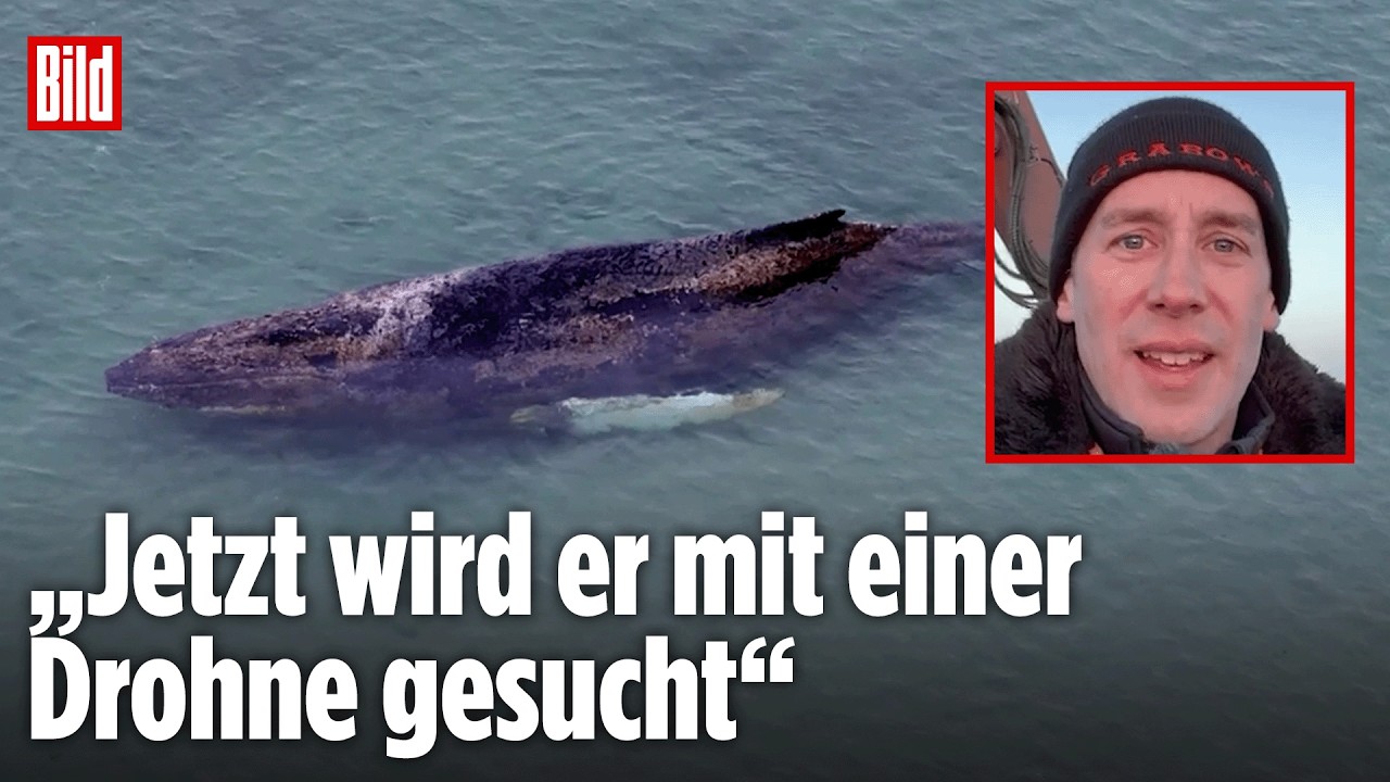 Buckelwal plötzlich verschwunden: Überraschende Wendung am Timmendorfer Strand