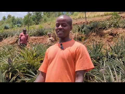 🍍Ubuhinzi bw'Inanasi Butanga Agatubutse! 💰 Menya Ukuntu Yabigezeho🔥