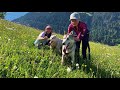 Husky-randonnée , Promenade avec des husky pour 2 personnes Video