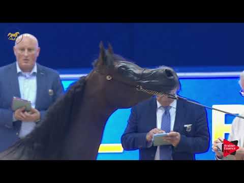 N 96 PIACOLLA   Dubai 2019   Mares in age 7 9 years old