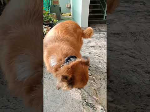 #funny #pets #doglover # Deepa  #rexy