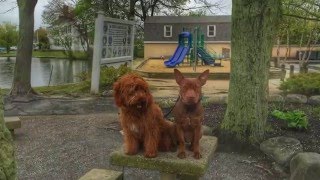 Download Lagu Long Island Dog Trainer: Golden Doodle with Amazing Obedience- Best Dog Trainers in New York Thumbnail