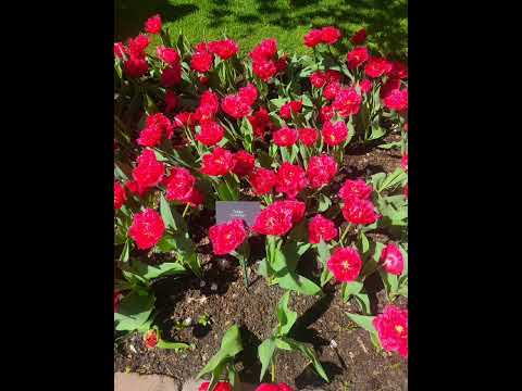 Keukenhof Flowers Park Holland 10 April 2024