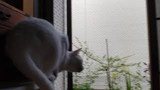蛙の鳴き声を真似するあめちゃん