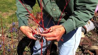 How To Prune A Plant
